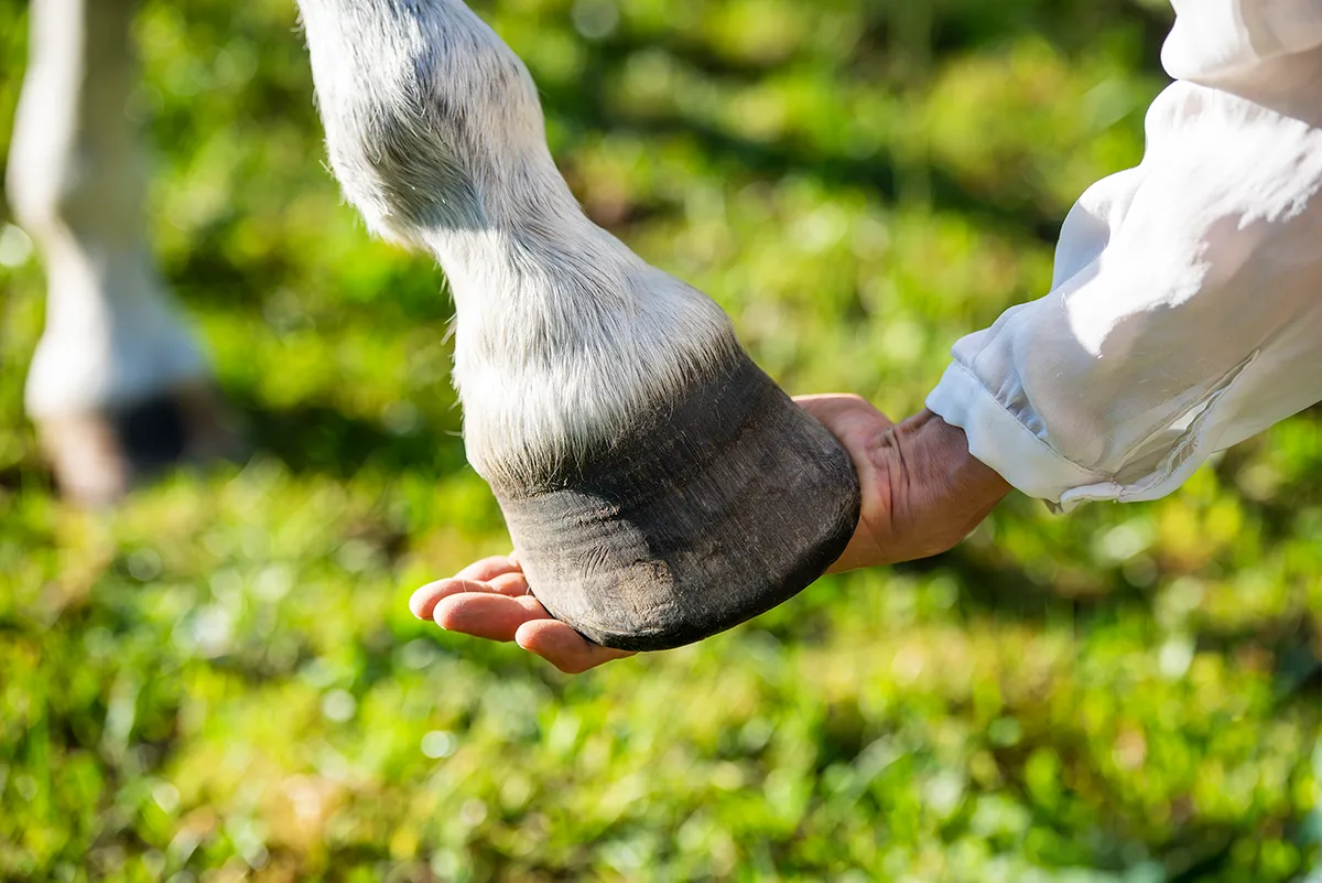 Pferdehuf in der Hand von susan Georgi